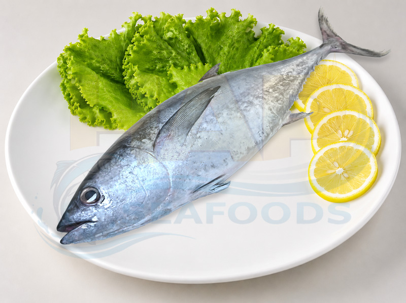 Cá ngừ bò - Hình ảnh 3