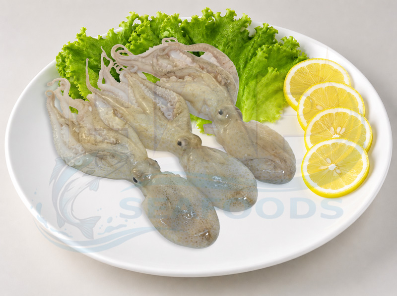 Mực tua kẽm - Hình ảnh 5