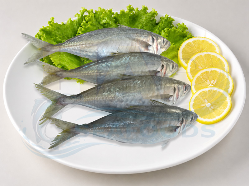 Cá nục gai - Hình ảnh 2